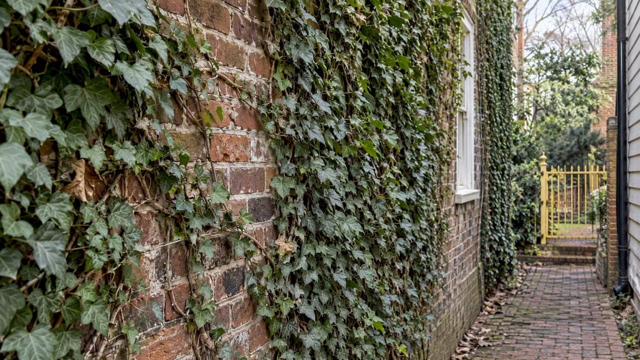 Ivy on Brick: Protect or Remove It? A Richmond Guide